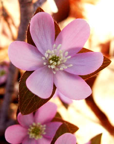 Anemone 2560